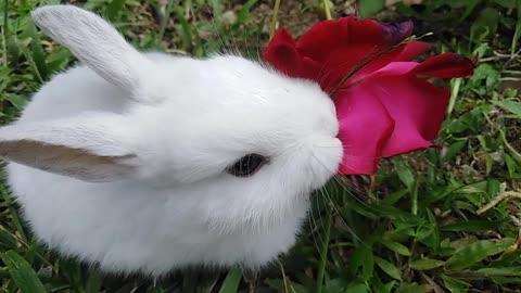 Snowie the Bunny