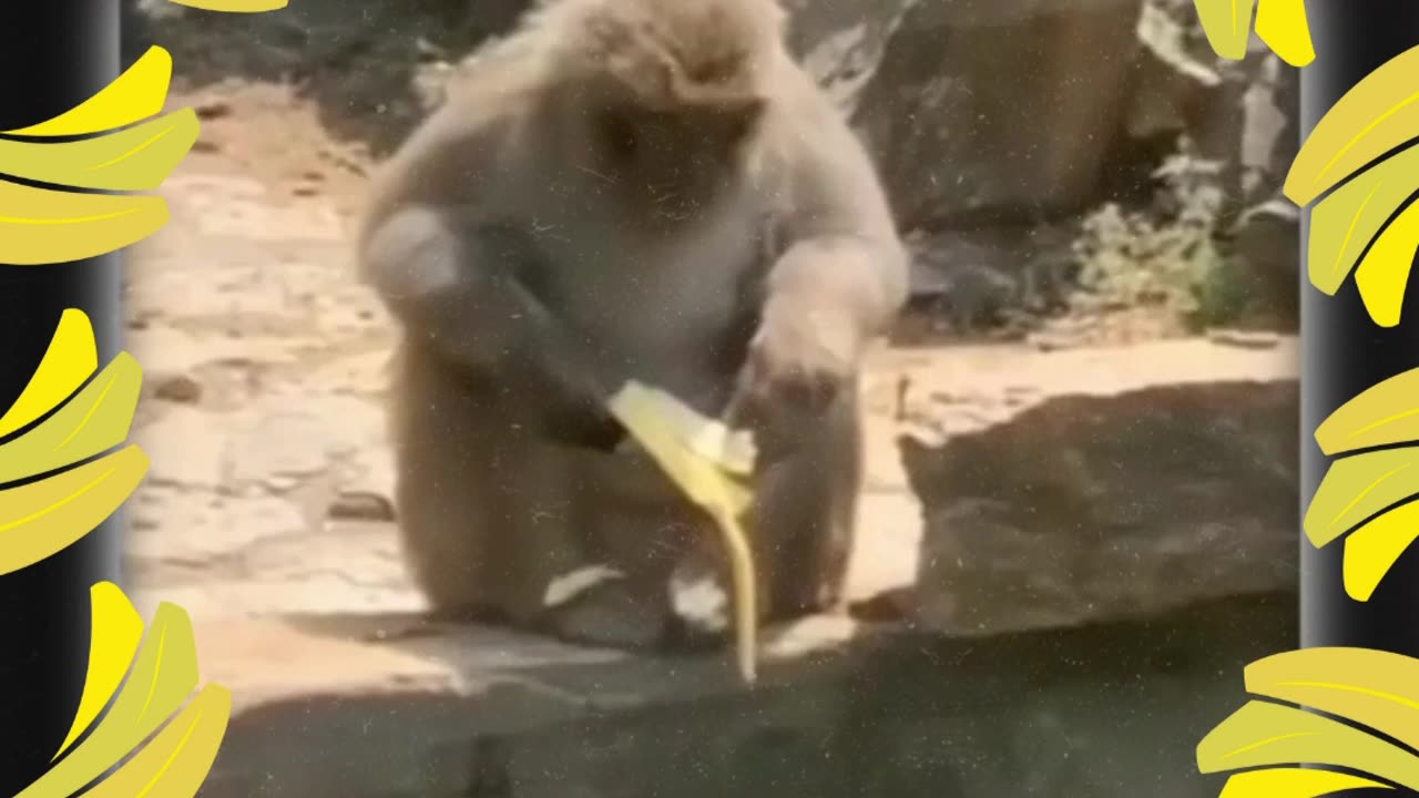 BananasPower