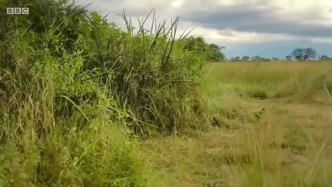 Lion pride works together to hunt buffalo 🦁 Serengeti II - BBC