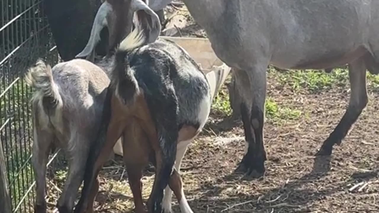 Cute goats