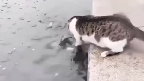 Skilled fisher-cat