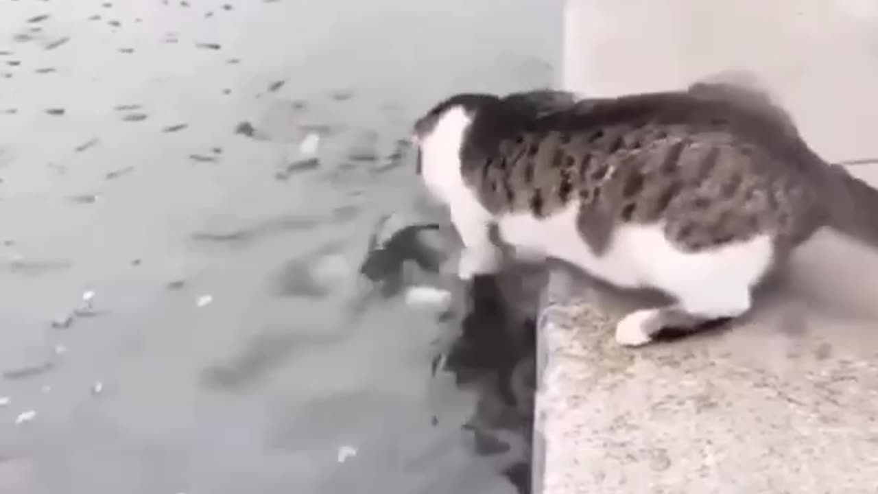 Skilled fisher-cat