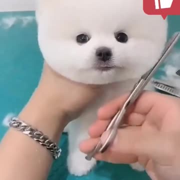 cutest pomeranian puppy 🐶 #viral #shorts #dogs #dogsoftiktok 😱💯🤣🙀😃🤑😱💯🤣🤣🤣🤣
