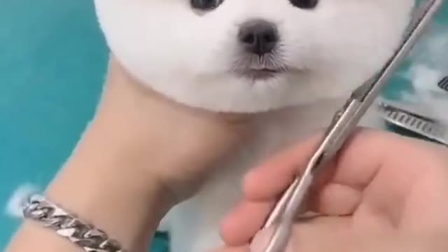 cutest pomeranian puppy 🐶 #viral #shorts #dogs #dogsoftiktok 😱💯🤣🙀😃🤑😱💯🤣🤣🤣🤣