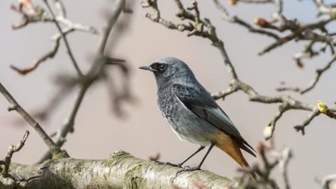 The Black Redstart: Close Up HD Footage (Phoenicurus ochruros)