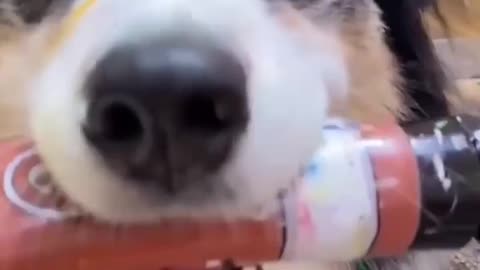 🙏❤️🎉🎉🎉🎊🎊🎊️SWEET AND FUNNY PETS SHOTS 🙏❤️❤️🎉🎉🎉🎊🎊🎊