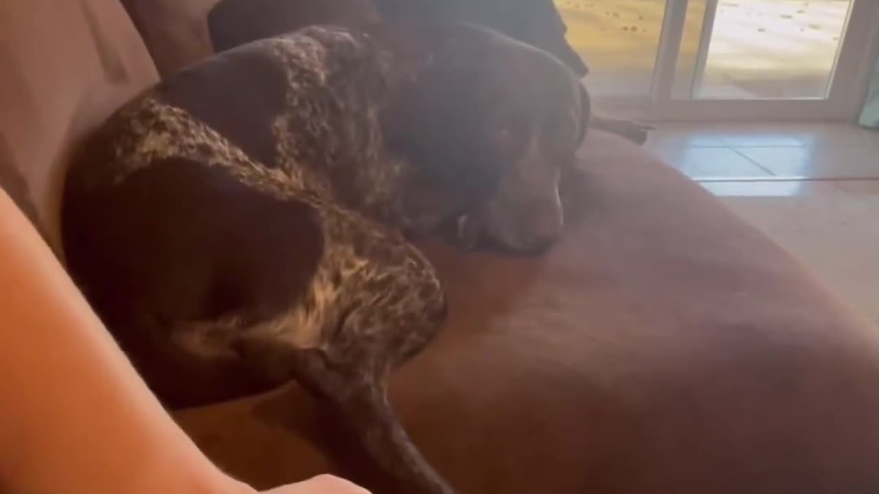 Dog hate Tickled
