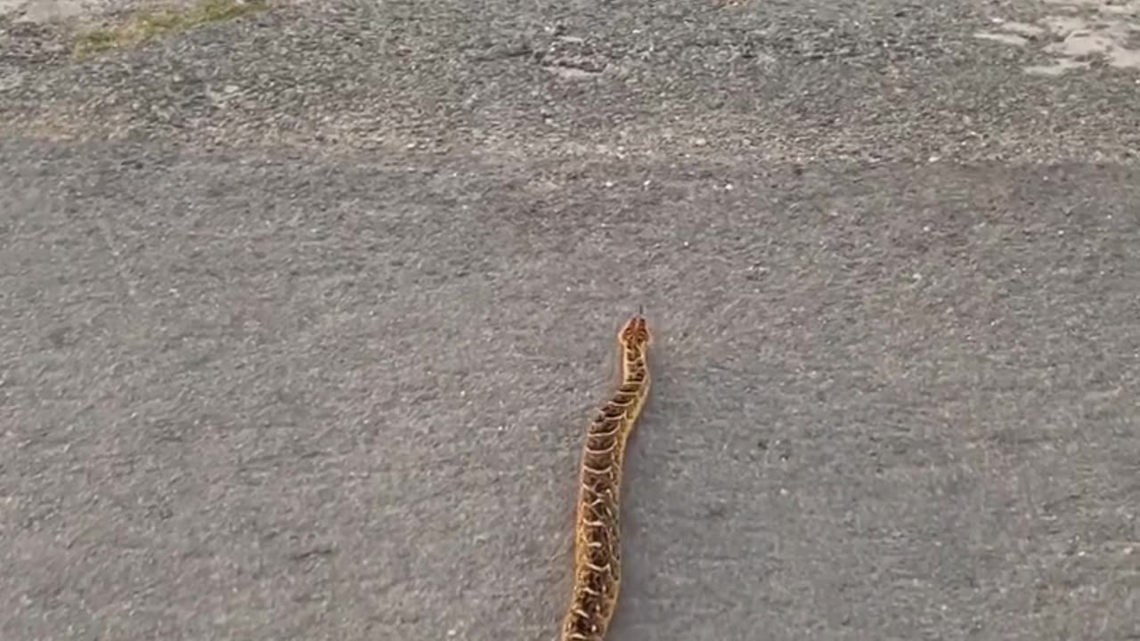 Strange Snake in South Africa