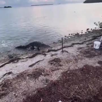 Alligator Chases Fisherman After He Catches Fish