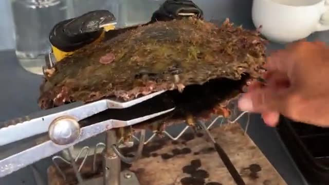 Midnight Black Pearl Is Extracted From This Oyster