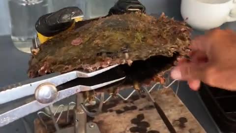 Midnight Black Pearl Is Extracted From This Oyster