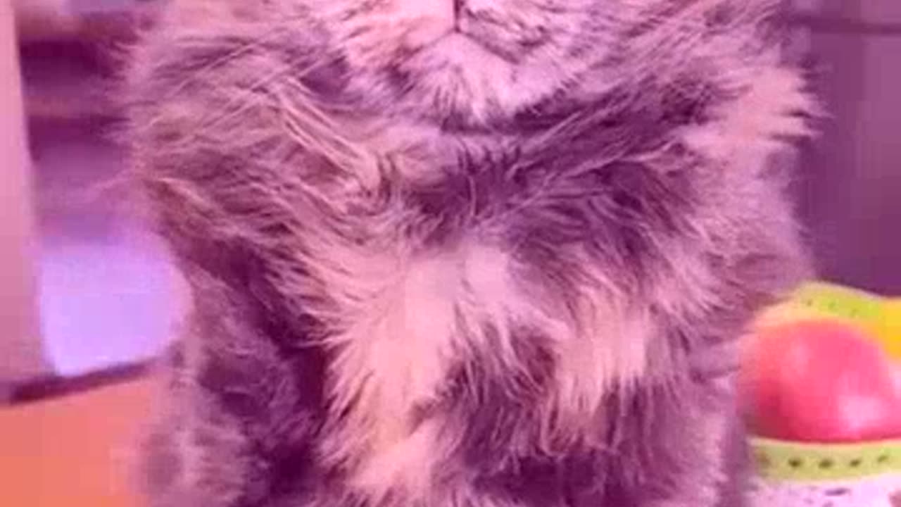 Funny pets compilation