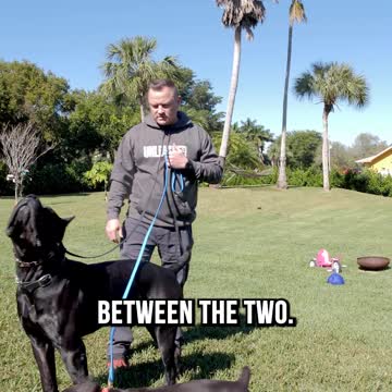 Cane Corso From Puppy to 2 Years