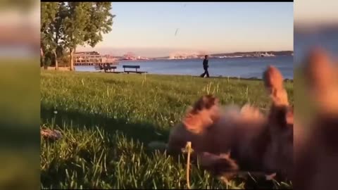 Try not to laugh animal edition #dogs #cats