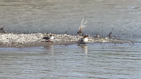 Mergansers and a killdeer