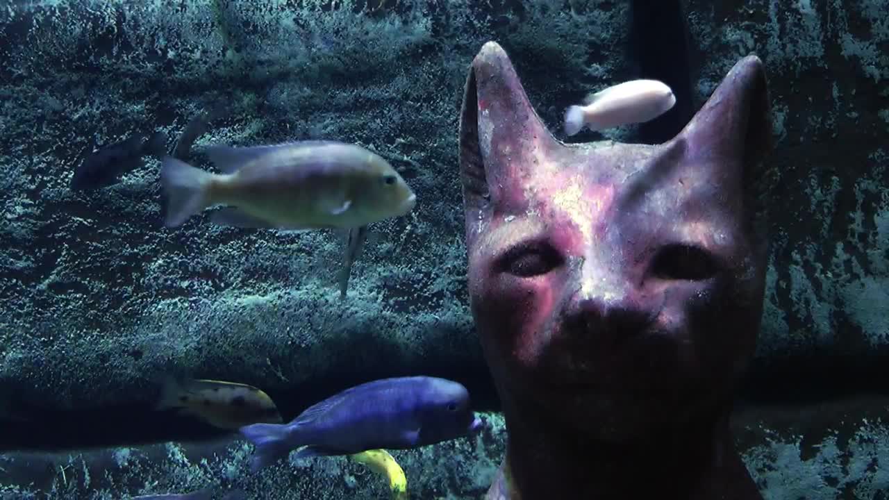 Egyptian cat on the sea floor surrounded by fish