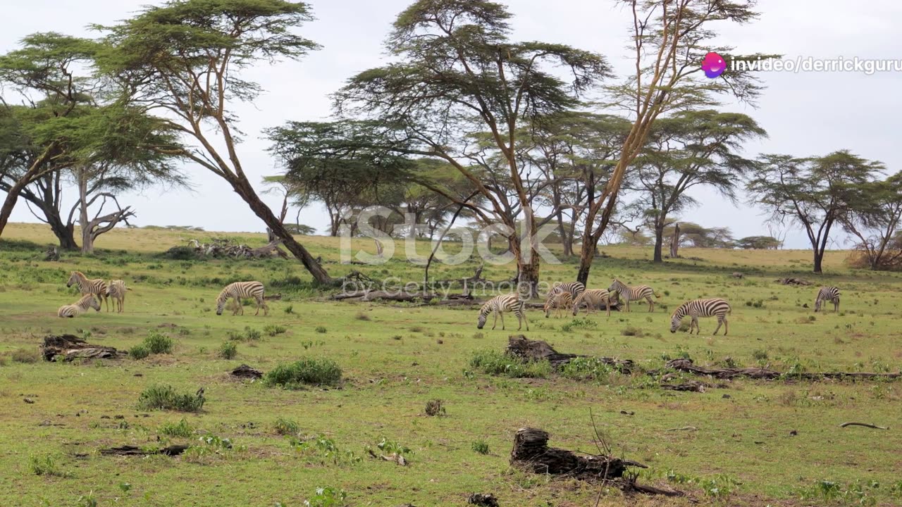 The Six - Legged Gazelle:A Rare Genetic Mavel