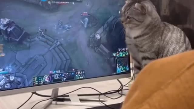 Funny cats and dogs moment