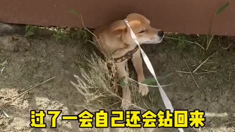 Big speechless incident # of pet career plan
