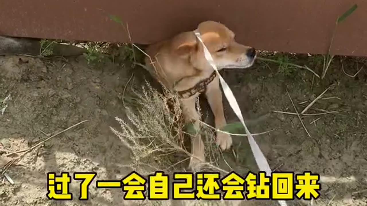 Big speechless incident # of pet career plan