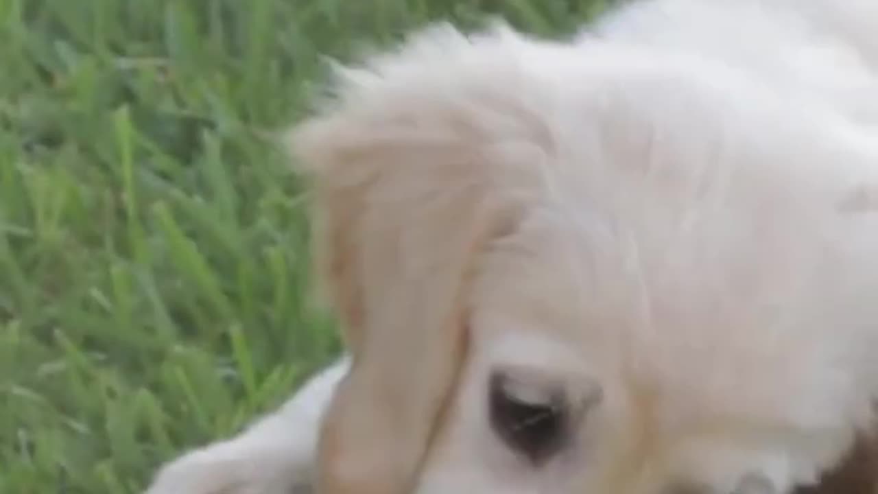 cute dog video viral