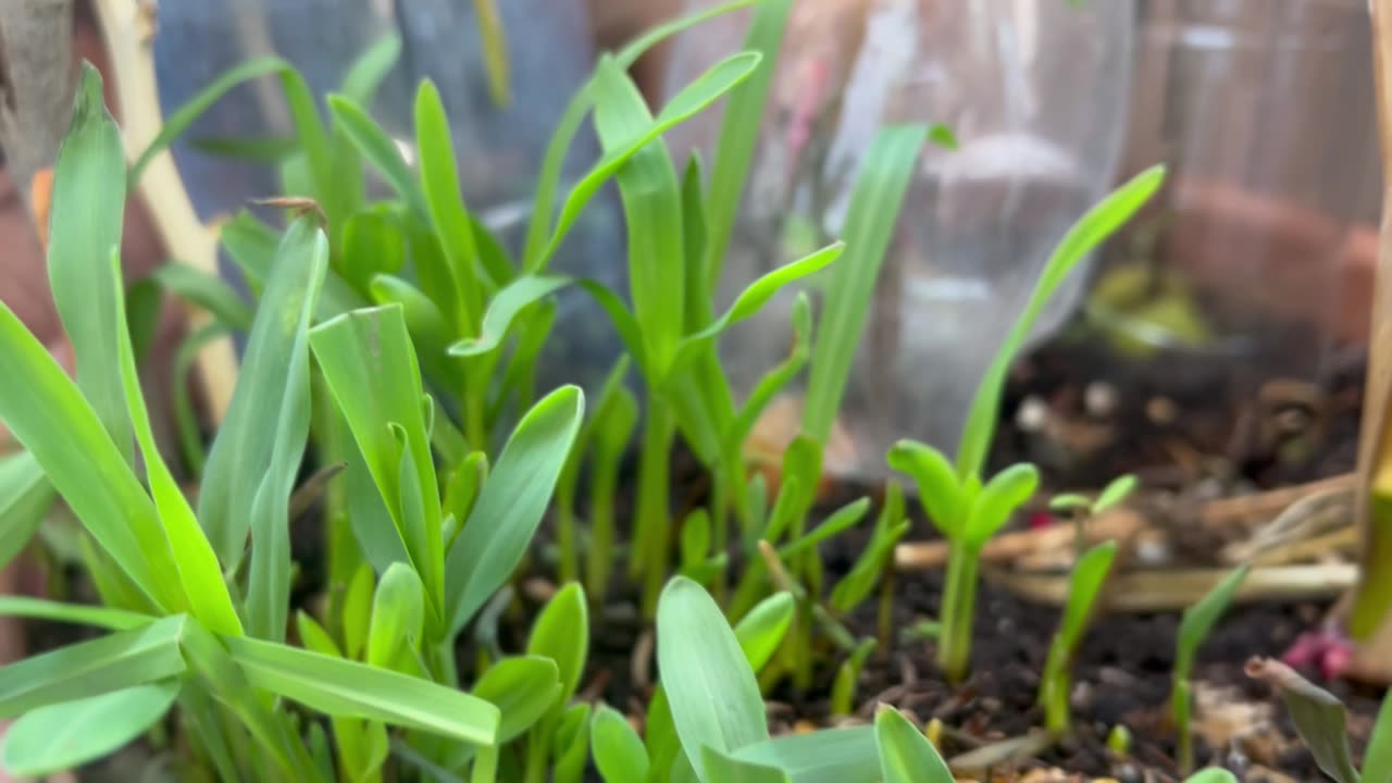 Sprouting corn?!