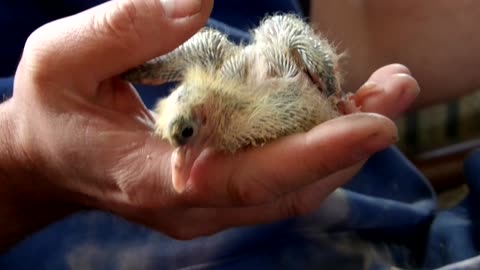 Flock it Farm: Hand feeding baby pigeons