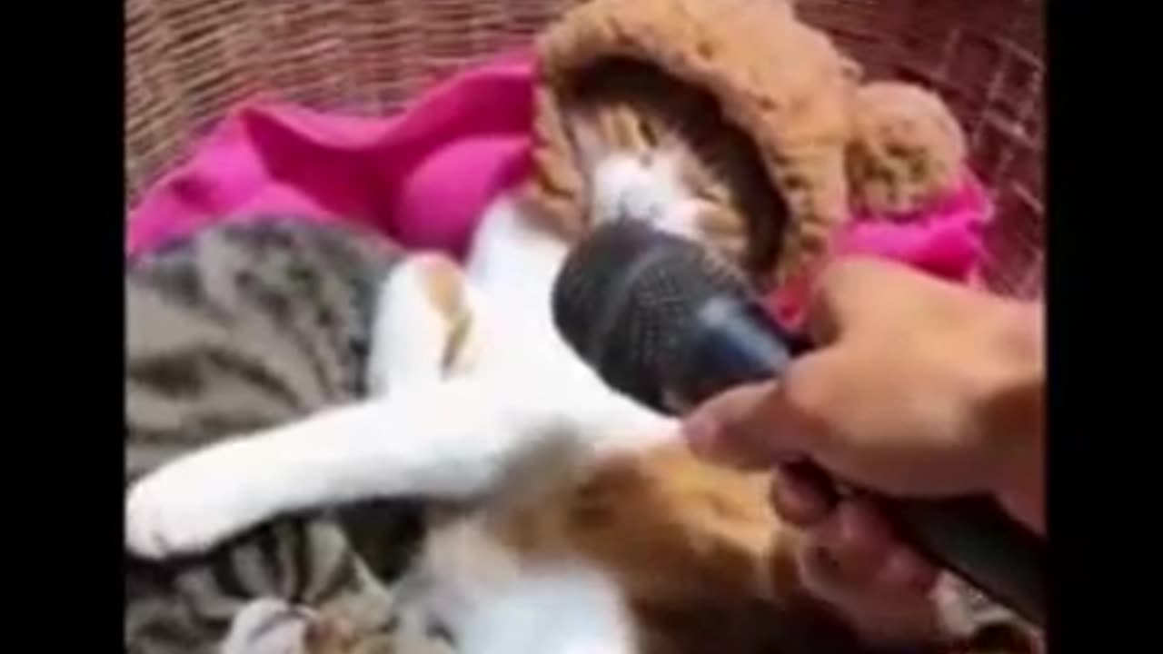 Cat and Dog funny video