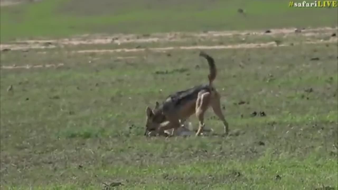 Angry gazelle mother chases off hungry jackal!