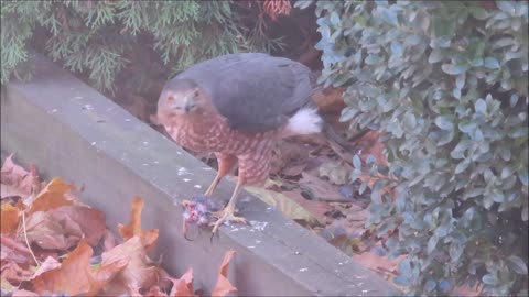 BACKYARD BIRD WATCHING 03 COOPER'S HAWK RETURNS