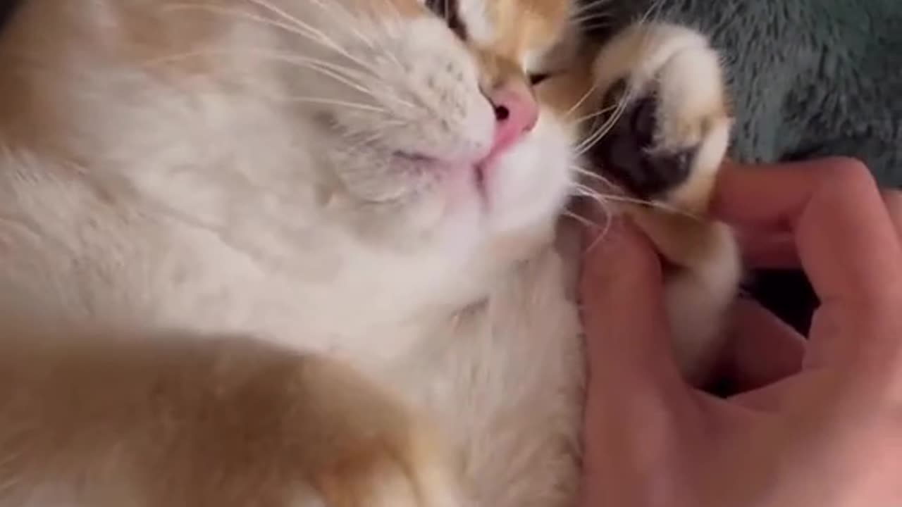 Funny Cat videos