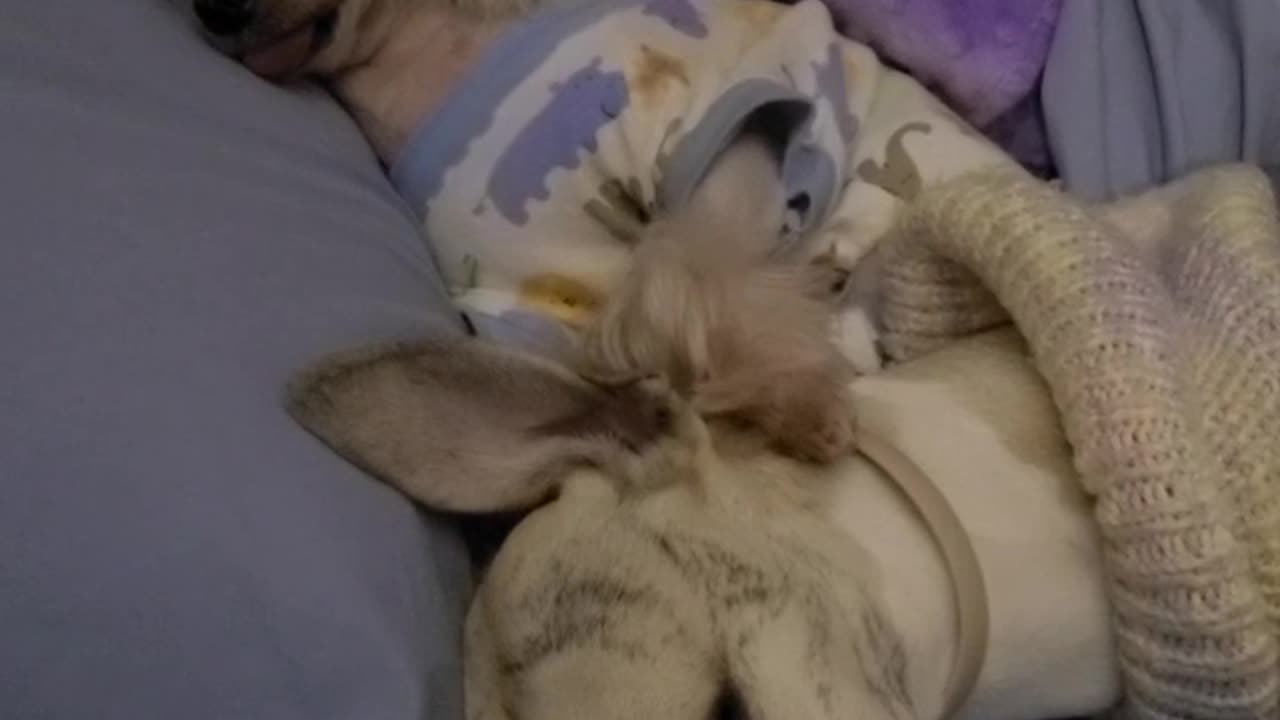 Small dog snoring
