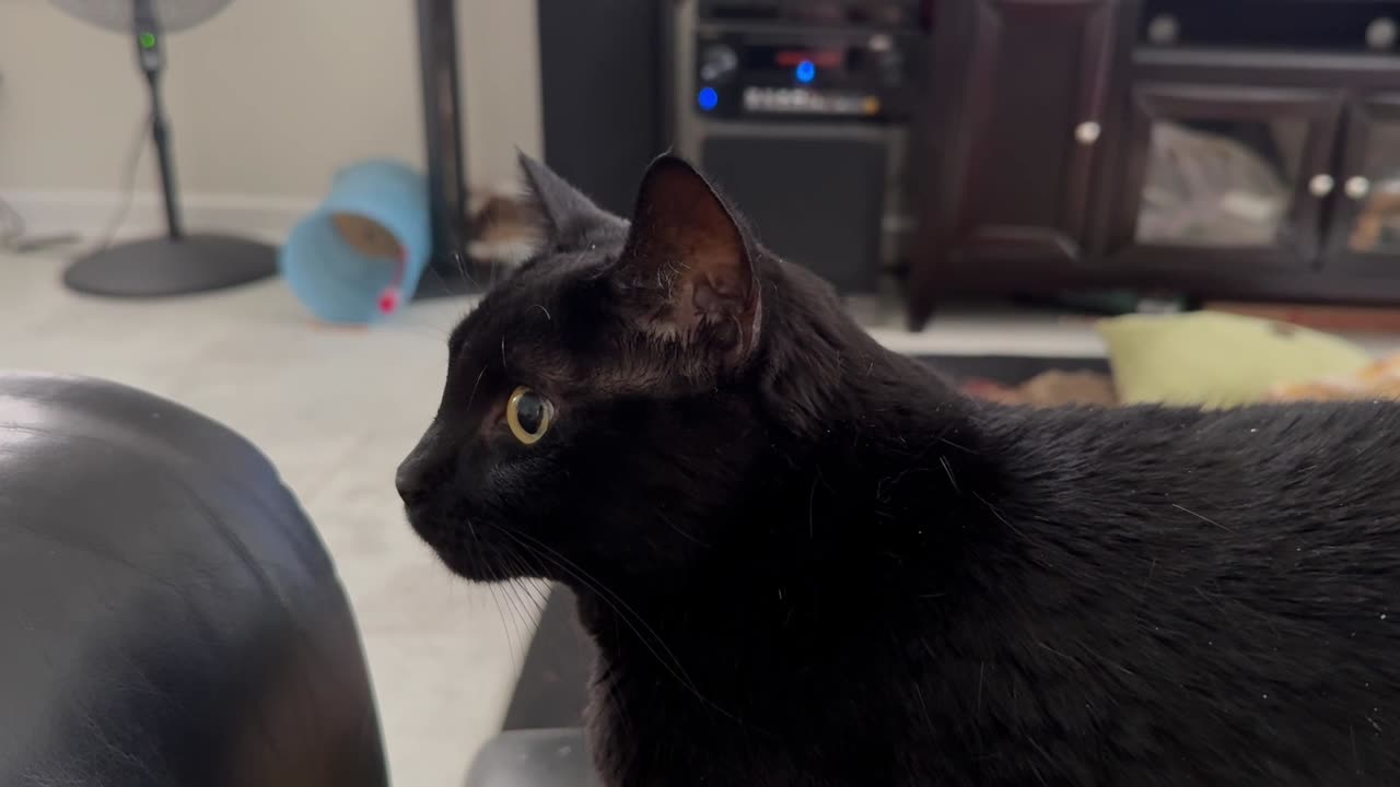 Cute Precious Piper is On The Alert While Being a Lap Cat - Adopting a Cat from a Shelter Vlog