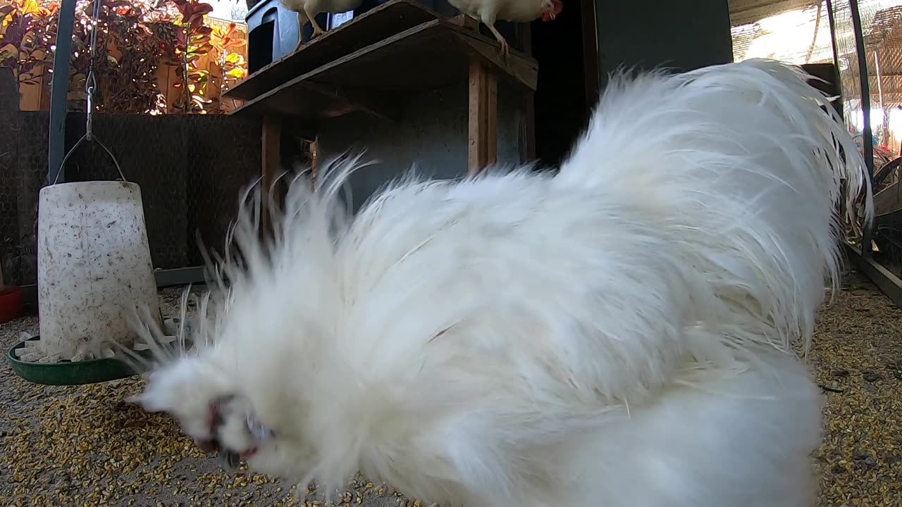 Backyard Chickens Coop Video Relaxing Sounds Noises Hens Clucking Roosters Crowing!