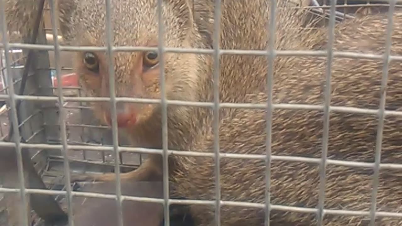 Mongooses