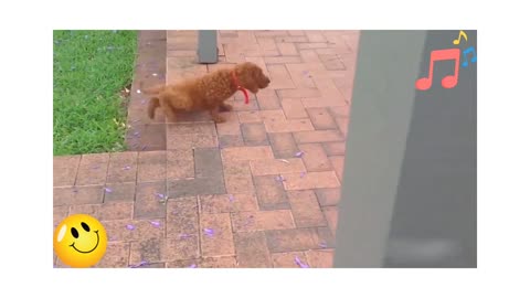 Funny animals video 😂 rumble videos 😂