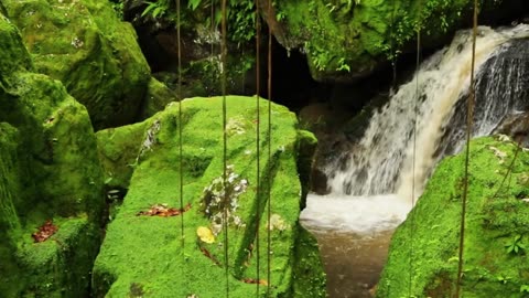 Appalachian Rainforest #hiking