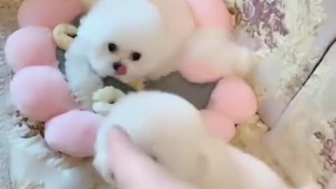 Cute pet 2