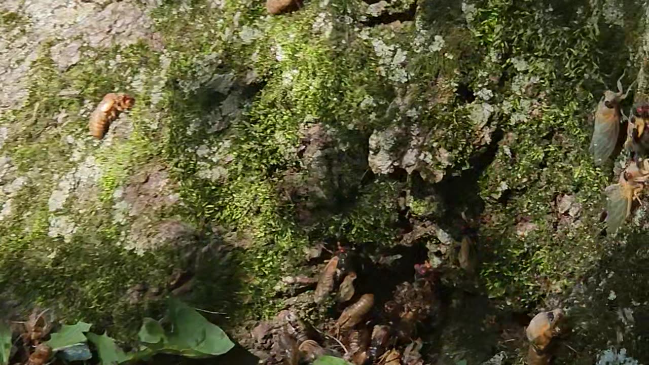 Cicadas Invade Backyard Tree In Illinois