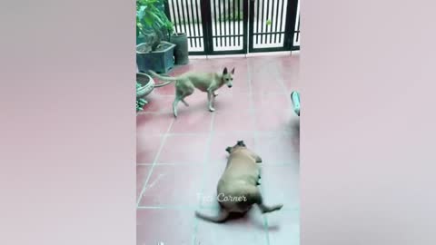 Funny dog video