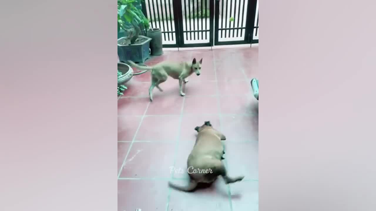 Funny dog video