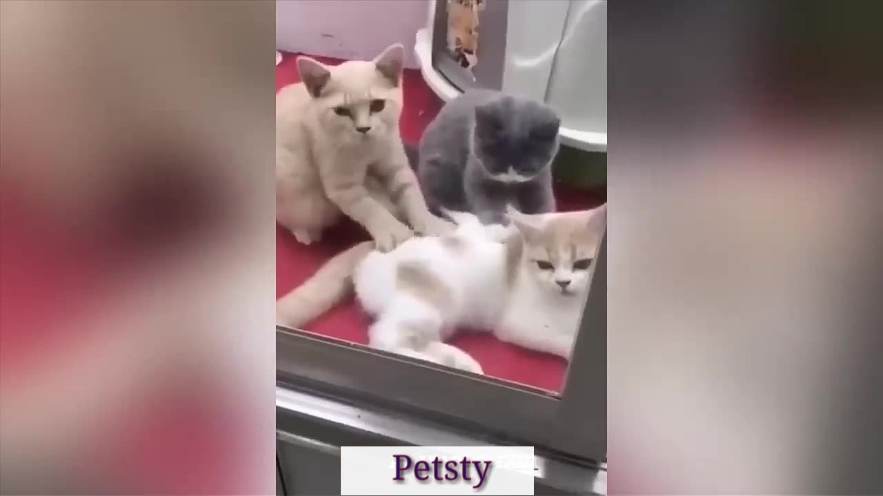 Cats and dogs best Compilation#2 2023.Funny pets videos for you!Petsty