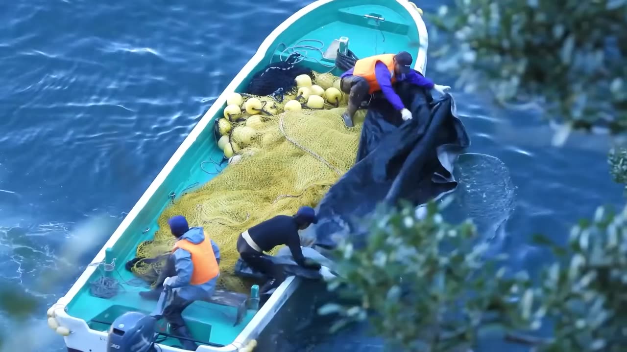 This is Japan - 20 Melon headed whales brutal slaughtered