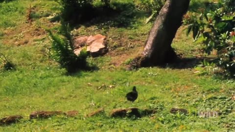 Stoat Hypnotizes Rabbit | World's Deadliest