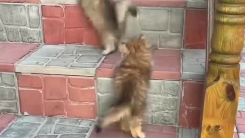 Kittens Playing on the Stairs