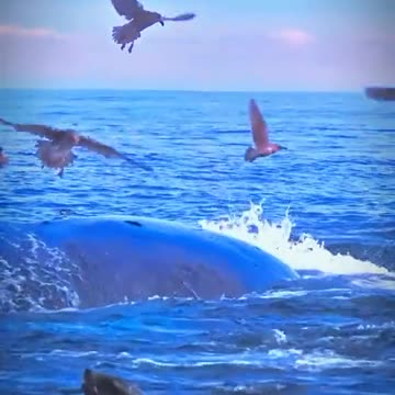 Fish biggest animals of sea