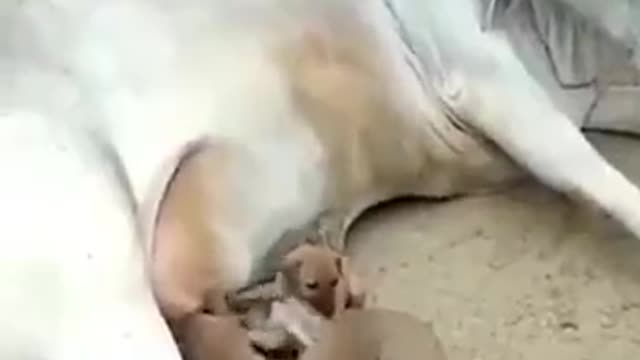 Cow feeding milk to puppies!