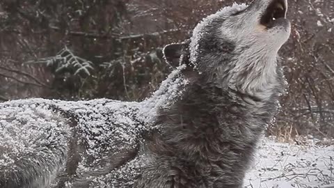 Your moment of untamed beauty 🐺