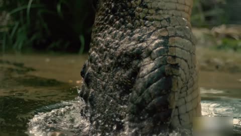 the kangaroo did not see the crocodile approach
