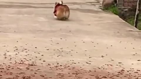 Komodo dragon hunts and swallows a poor goat